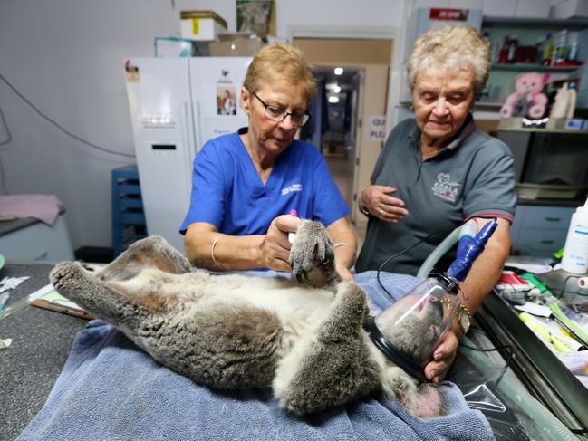 Barbara Barrett, right, with a koala being cared for at the Port Macquarie Koala Hospital. Picture Nathan Edwards