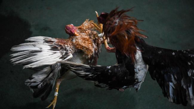 Two roosters fight with plastic spurs during a cockfight. Some cockfights were labelled as car crashes by AI technology. Picture: Yuri Cortez/AFP