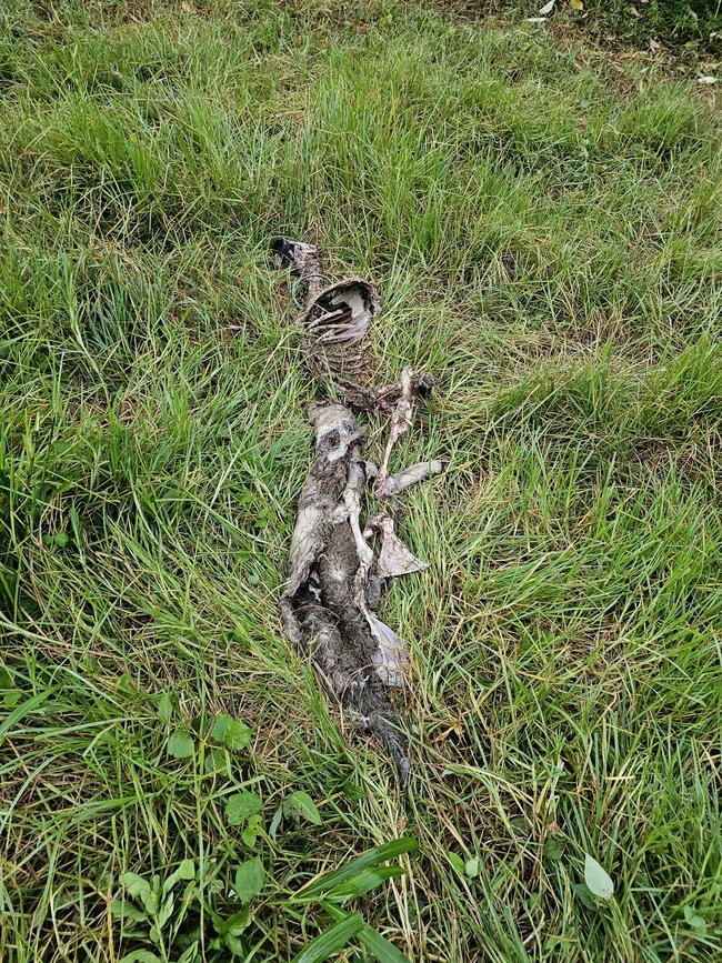 Wild dogs have left animal carcasses strewn across properties in Springbrook. Picture: Supplied