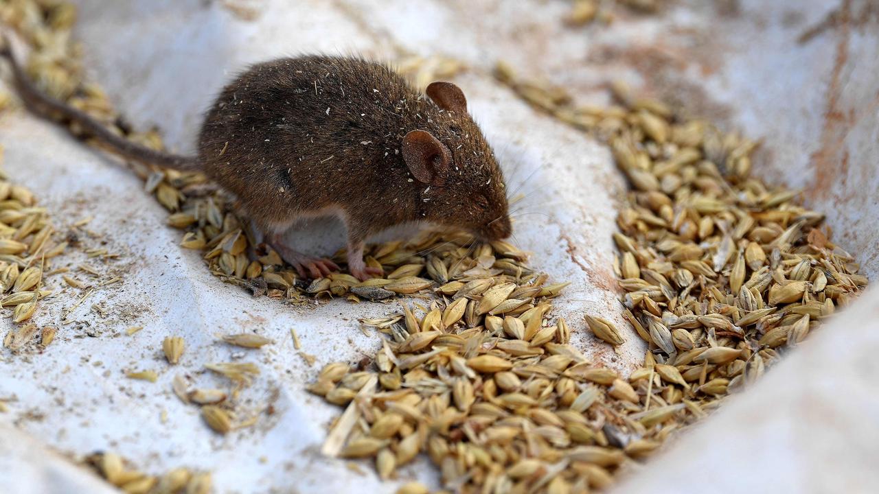 Mice Bait Pesticides Were Installed Different Stock Photo 1707417025