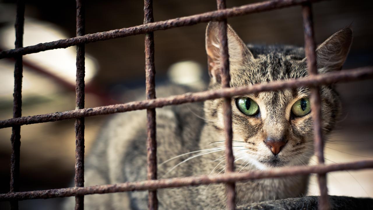 Generic photo: A small community in the Gympie region have expressed their distress after a local vigilante admitted he had been killing cats who escaped at night in order to preserve wildlife.