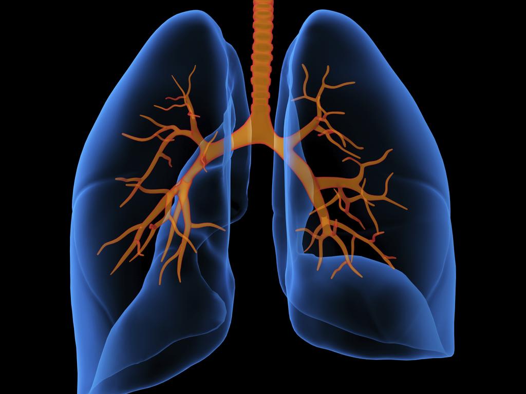 The researchers found that MR1 binds to many compounds in chemicals found in cigarette smoke. Above is a generic 3D medical illustration of lungs.