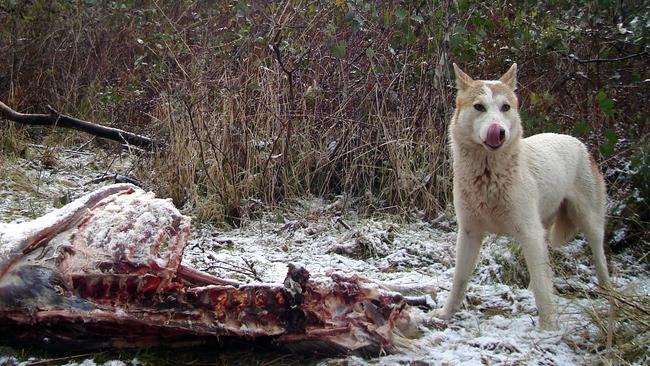 A wild dog is caught by a trail camera dining on a deer carcass in the Alpine National Park, northeast of Omeo. Picture: Doug Read