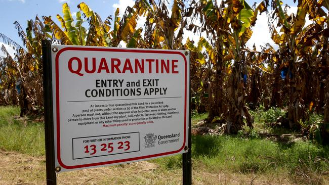 A banana farm under quarantine in Tully, Queensland.
