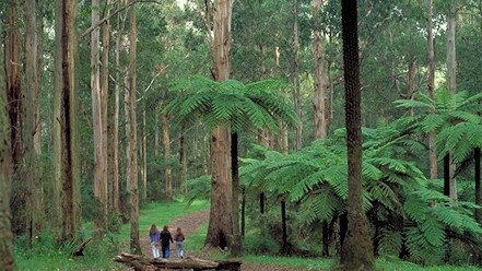 The 1000 Steps Kokoda Track Memorial Walk in the Dandenong Ranges of Victoria. Pic Parks Victoria.