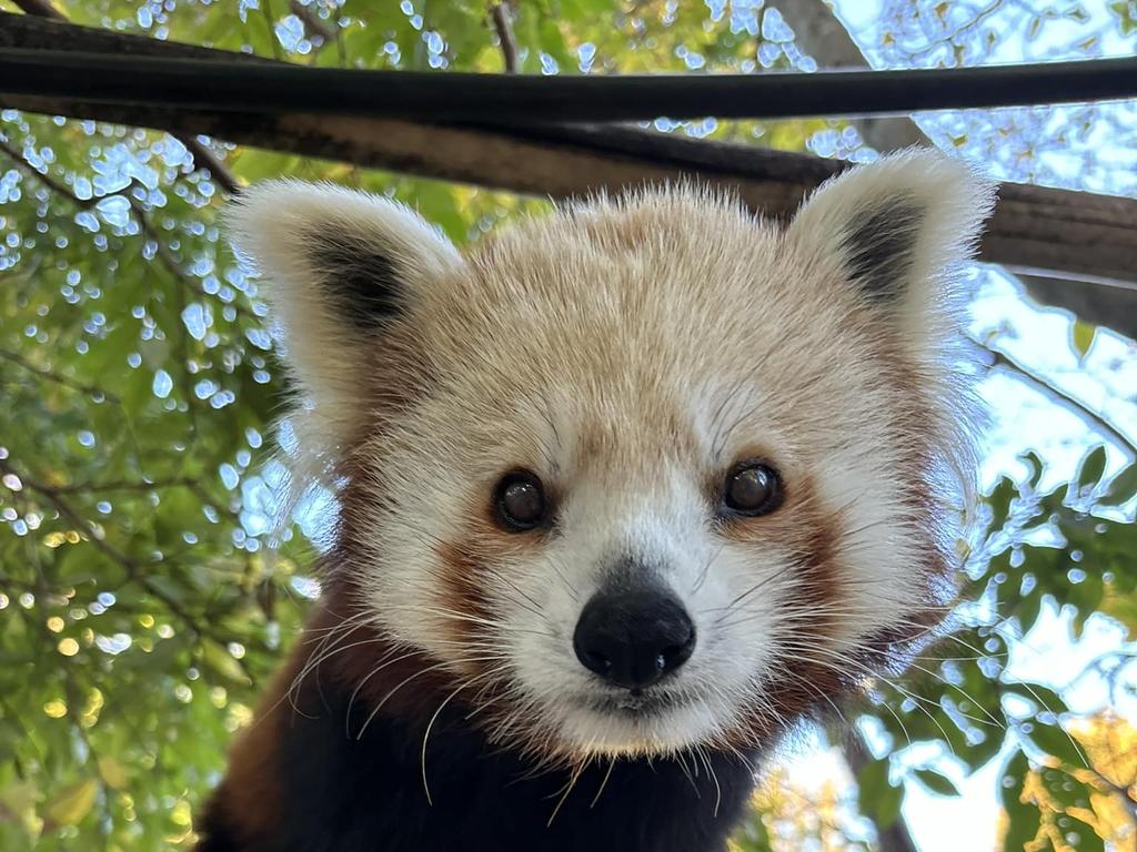 Red panda Mishry has died at the Adelaide Zoo. Picture: ZoosSA