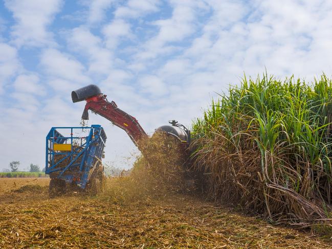 Sugarcane generic