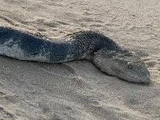 Beach walkers were stopped in their tracks when they encountered a monster of the sea during their morning walk.