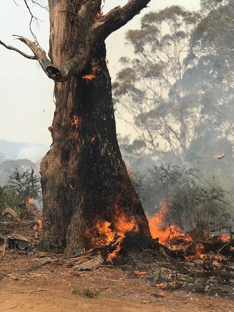 The Middle Arm brigade at the Green Wattle Creek fire.