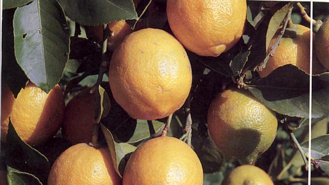 Citrus can be grown in pots. Seriously.