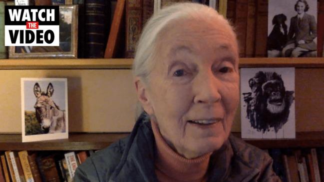 Jane Goodall wishes chimp Hope a happy 3rd birthday