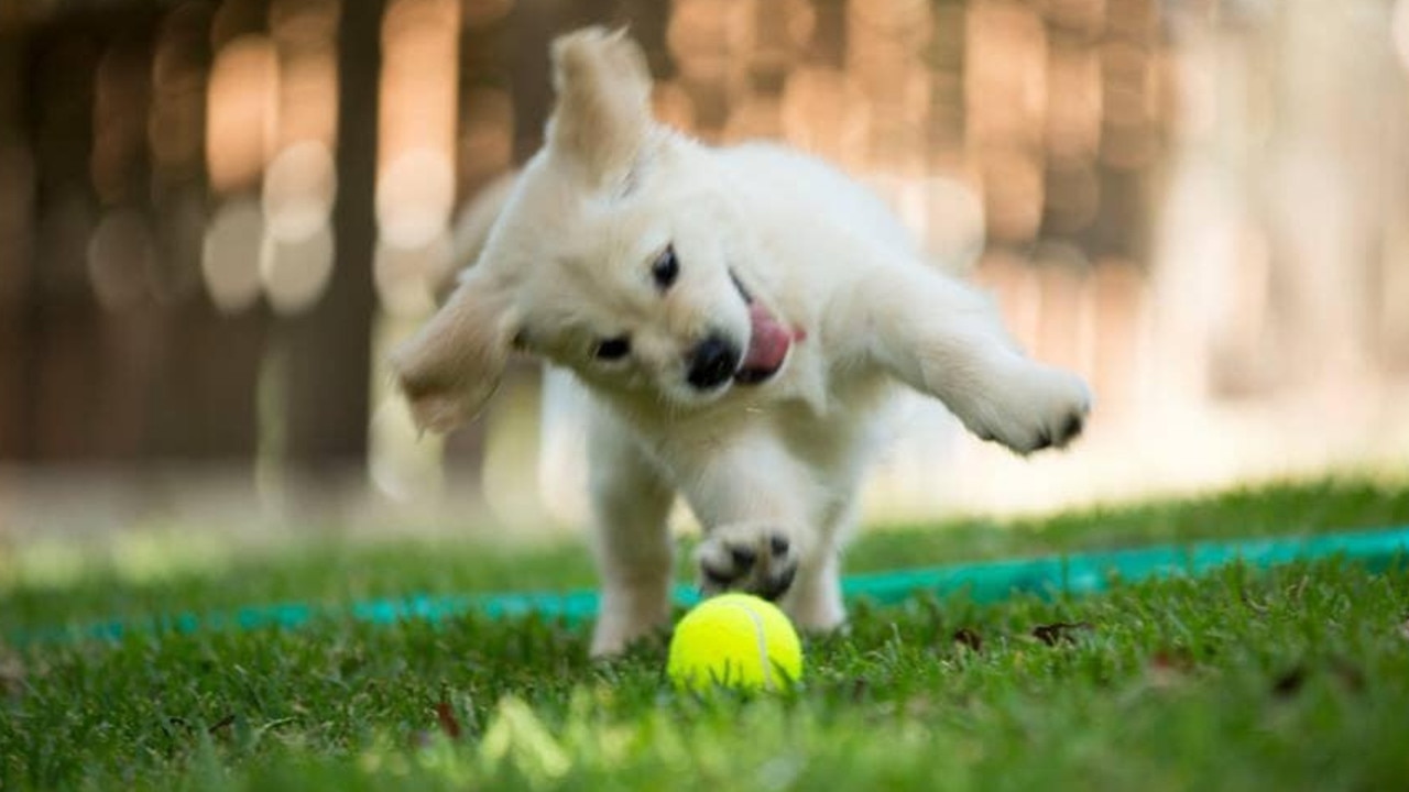 QLD cutest dogs Puppy power list of 2019 revealed Playing with toys