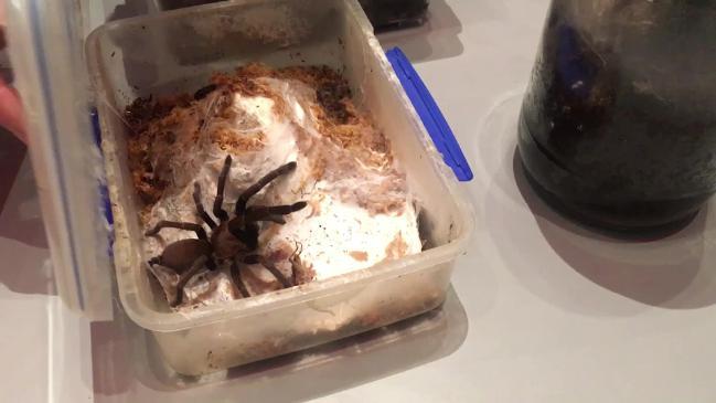 Feeding time for Brisbane tarantula