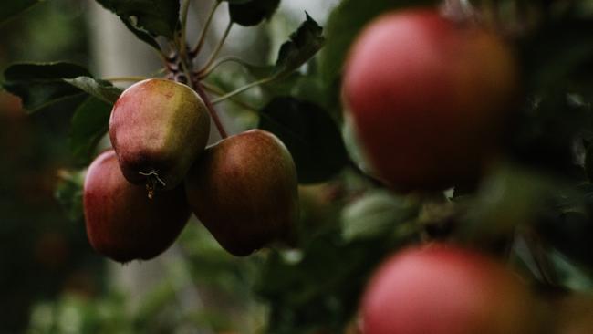 Plenty Cider apples. Picture: Supplied