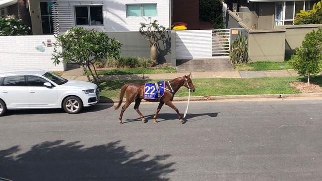 One of the horses trotting through the streets of Surfers Paradise.