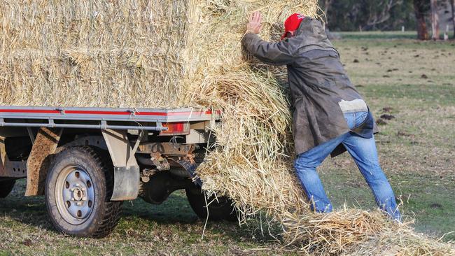 Gippsland Drought Spread. Farmers are doing it tough being forced to buy hay and hand feed their stock.Simon Barnes feeds his dairy cattle on his Orbost property 380 klms east of Melbourne. Picture : Ian Currie