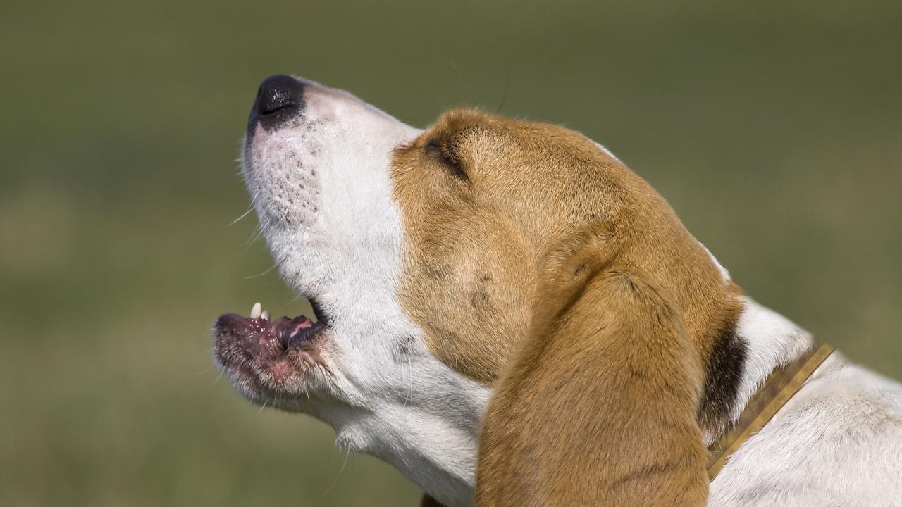 A Brisbane homeowner has received a nasty note from their neighbour over their barking dogs.