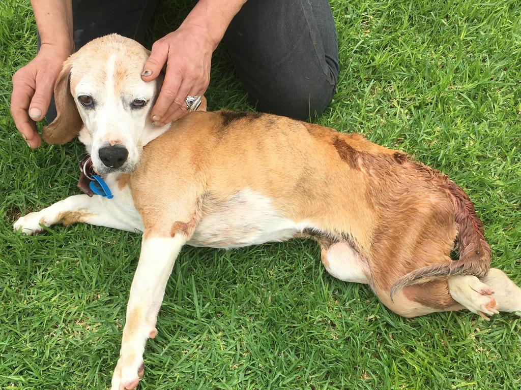 Maddy the beagle had to be euthanised after being confiscated by RSPCA inspectors. Picture: RSPCA.