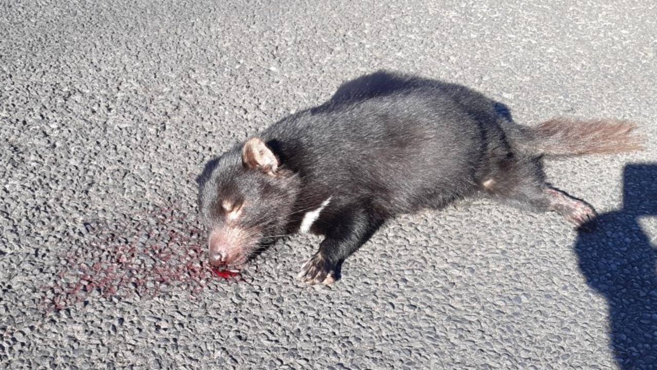 A Tasmanian devil killed on Woolnorth Road in Tasmania's far northwest. Picture: Supplied