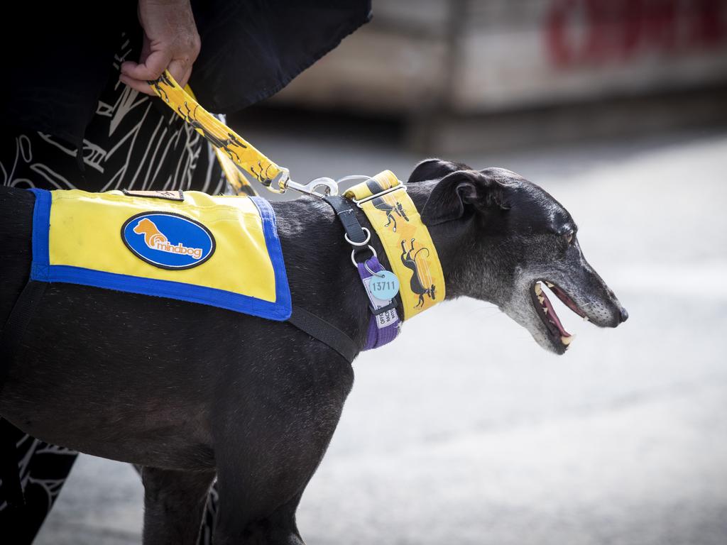 A greyhound gets walked through the Taste of Tasmania. Picture: LUKE BOWDEN