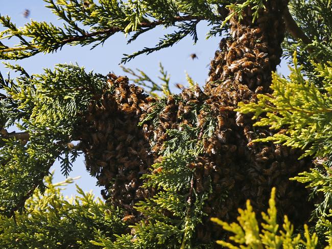 A bee swarm on the lookout for a new home settles into a pine tree. Picture: KIM EISZELE