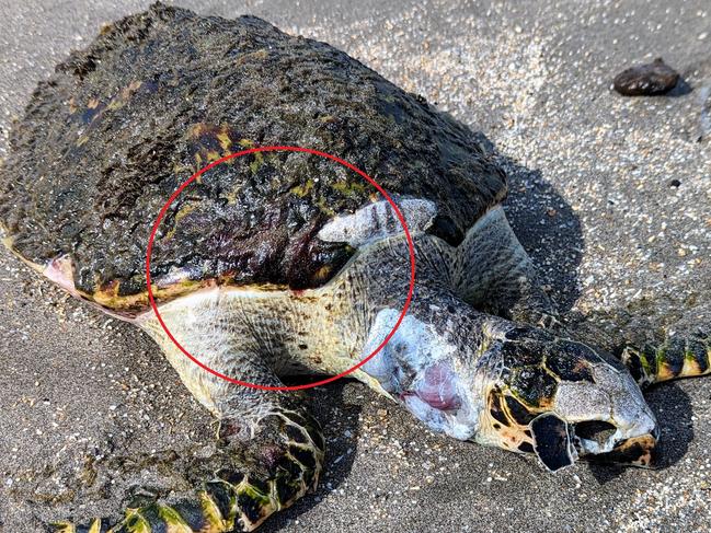 Aussie’s wild move to fix huge Bali problem