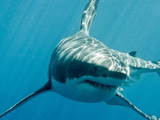 A patient is being treated following reports of a shark attack at a popular beach in the Bundaberg suburb of Bargara.