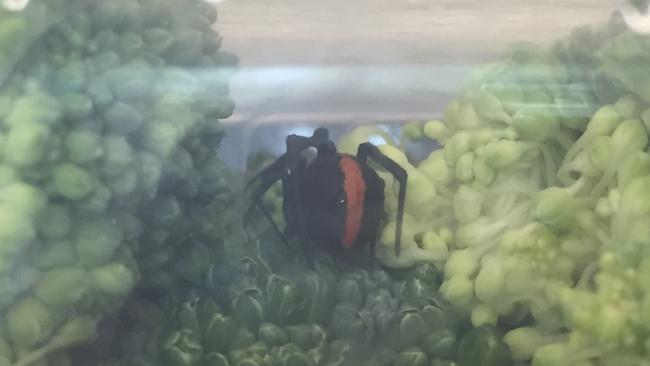 The redback spider Mrs Moore found in her broccoli.