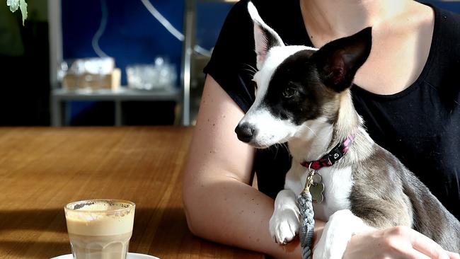 Gracie, the shop dog at Council of Objects. Picture: Mike Burton