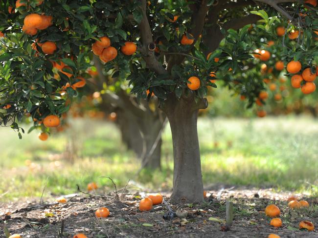 CITRUS  FARM: The Monduran Orchard.Photo: Mike Knott/NewsMail