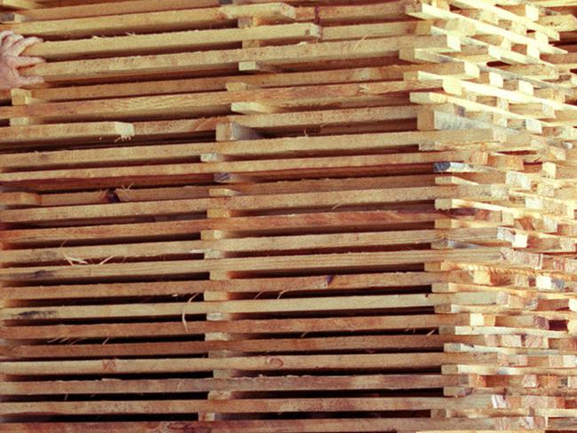 Jamestown resident Tim Flannery and pet dog beside stack of timber from the Bundaleer Forest Sawmill 08 Nov 2000.