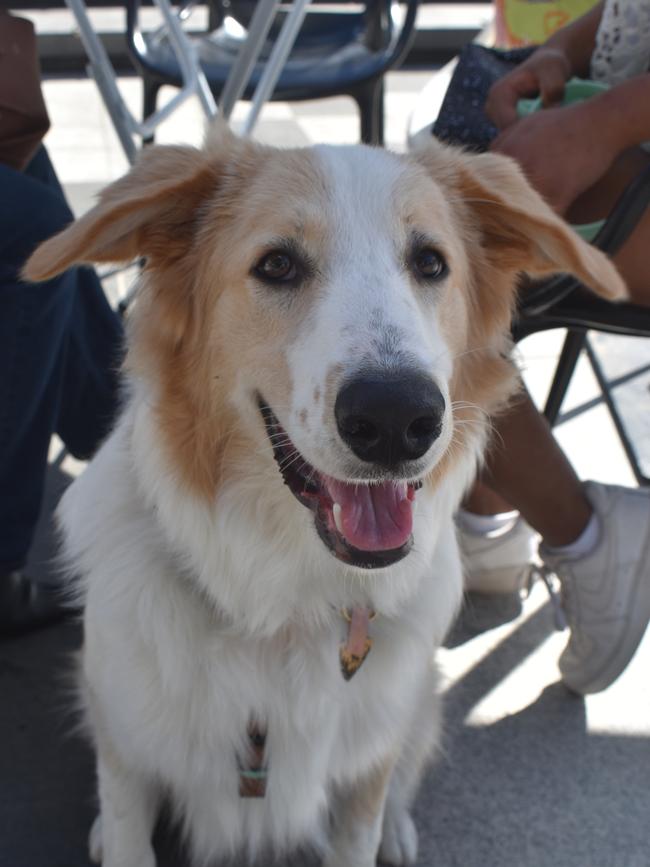 Ipswich 2023 Dog Day at Nicholas Street Precinct pictured is Dog Milo