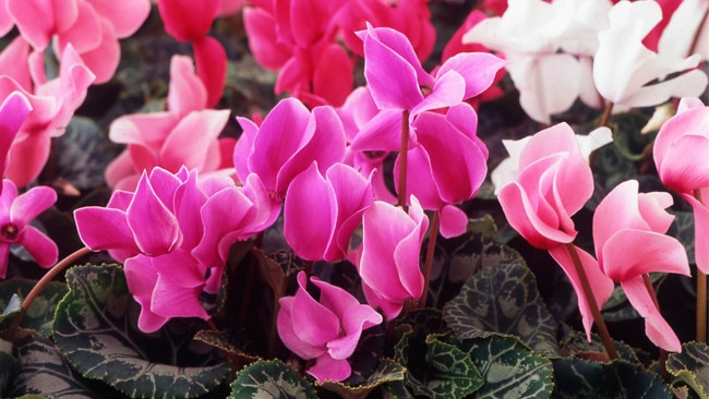 Plant guide: Cyclamen | The Courier Mail