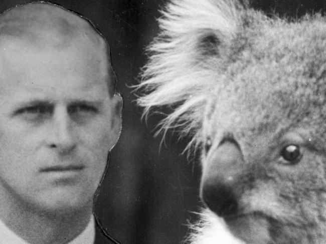 09/03/1954. Queen Elizabeth and the Duke of Windsor watch a koala at the O'Shanassy chalet, during their visit to Melbourne. 1954 Royal Tour.