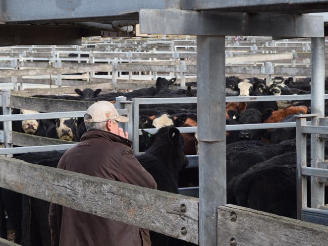 Michael Kirby of Mingbool Station, Mount Gambier pushes his new purchases through the lane at Warrnambool. Picture: Jamie-Lee Oldfield