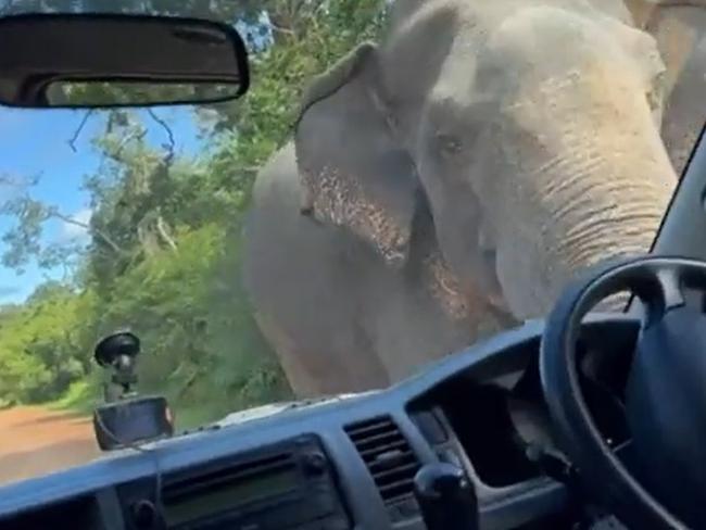Elephant in Sri Lanka breaks into van of Aussie tourists. Picture: BBC