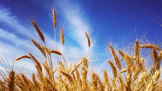 NAB tips bigger wheat crop