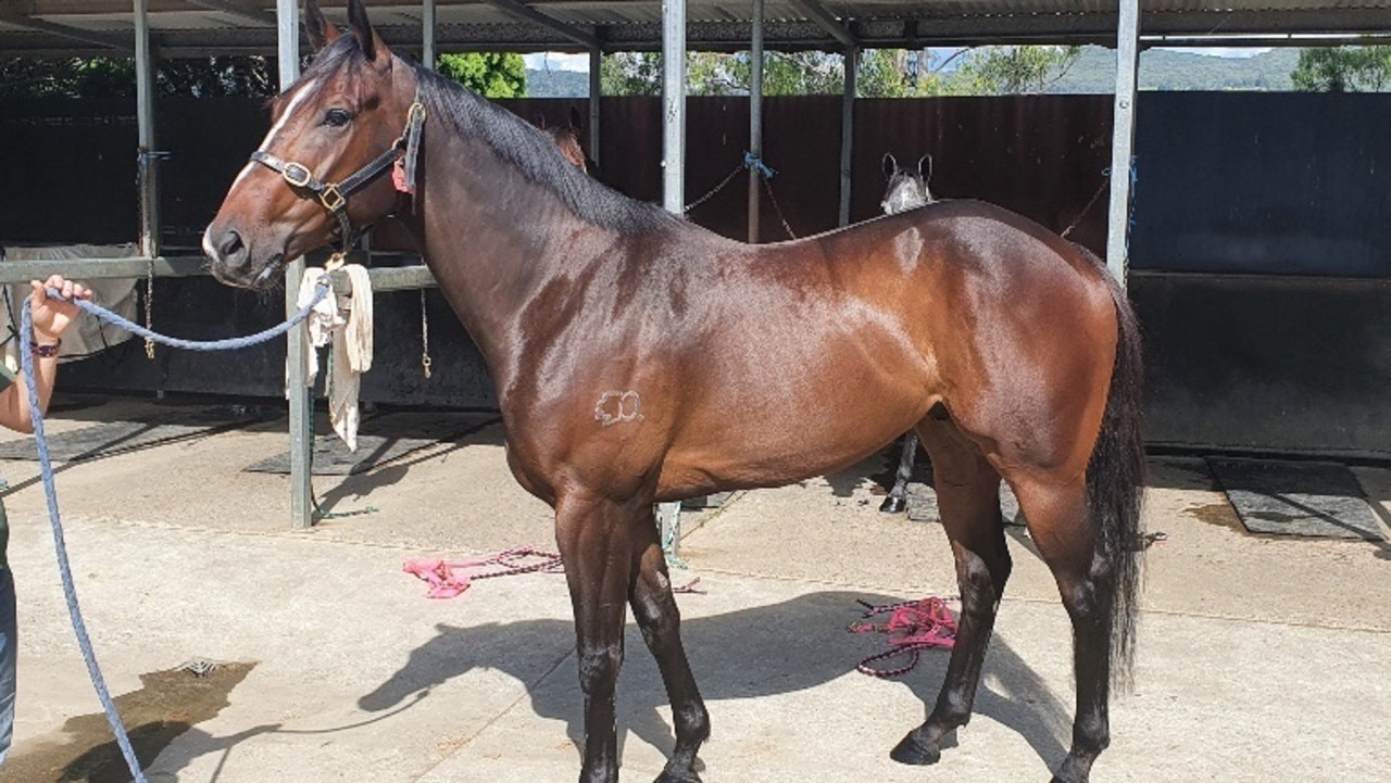 Rob Heathcote's Group 1 winner Rothfire at Washpool Lodge. Picture: Supplied