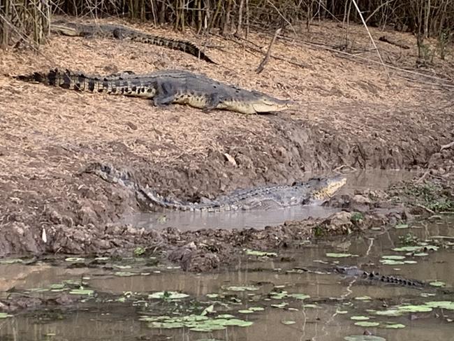 Some of the dozen or so crocs seen in the area of the buffalo feeding frenzy. Pictures: Julian Ricci