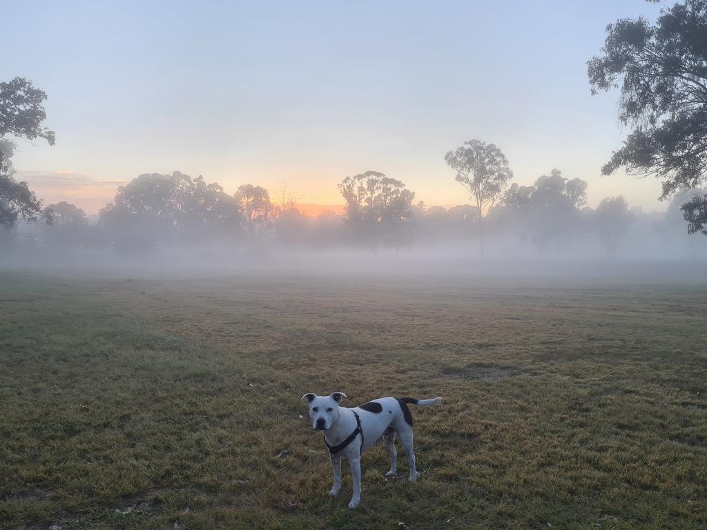 Nanango resident Zephyr braved the chilly morning for his early walk. Photo: Andrew Hedgman.