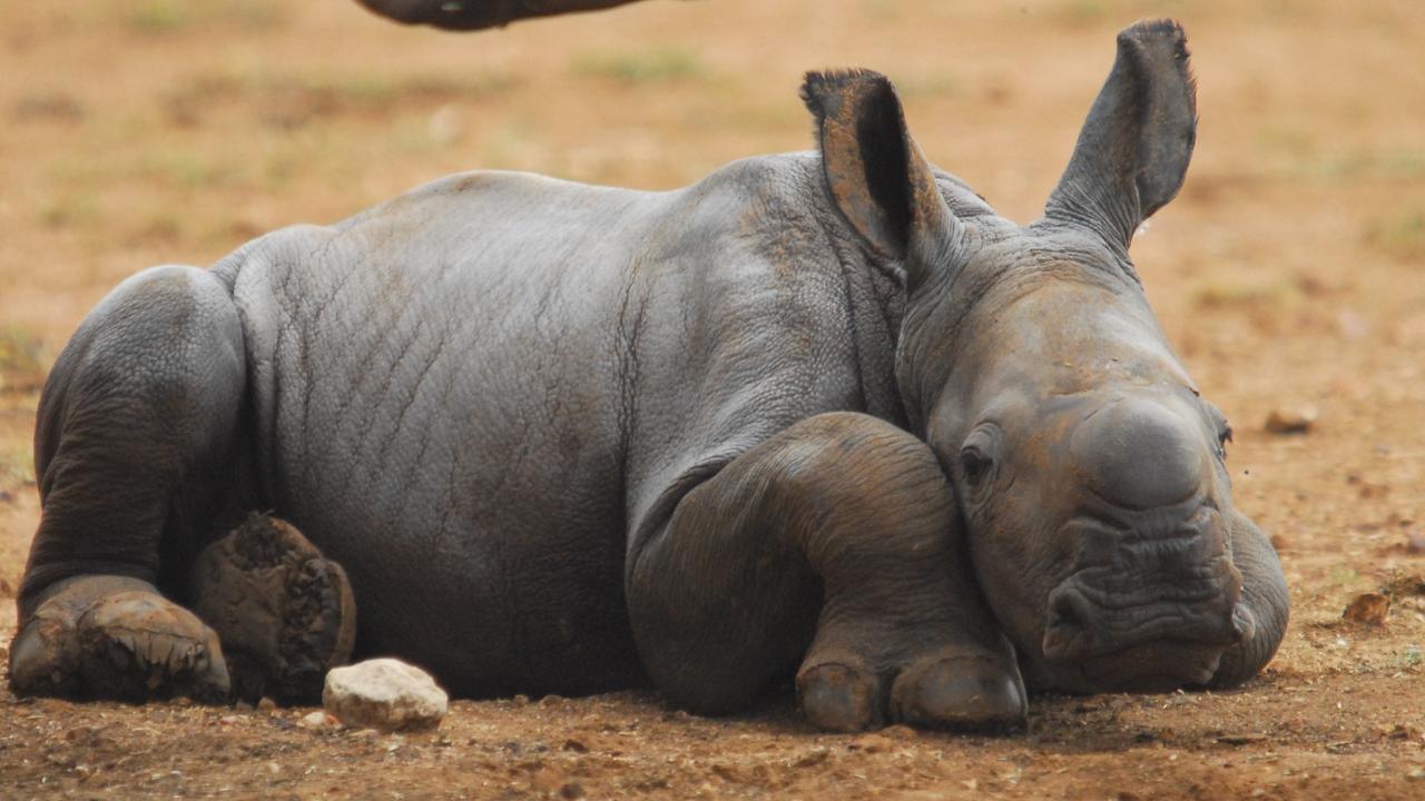 Zoo breeding. Белый носорог браконьерство.