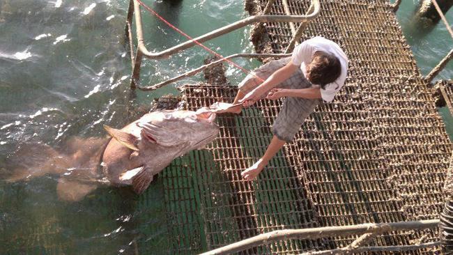 Rhys McAway hauls in a groper on Mandorah jetty