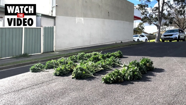 Doveton growhouse uncovered