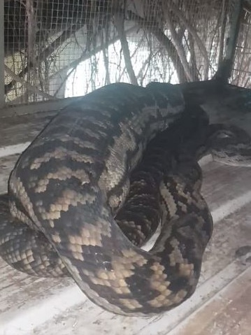 An amethystine python, also known as a scrub python, that ate a cat in Mareeba recently. Credit: Atherton Snake Catcher/Facebook.