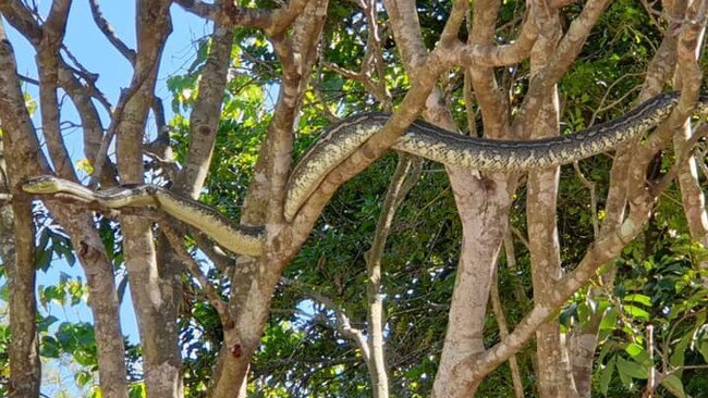 Snake at the door of Gumdale home. Picture: Supplied