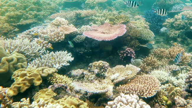 Pumping water from sea depths across Reef could stop bleaching | The ...