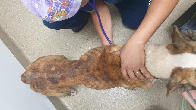 Fern also had a poor body condition. Picture: Kitt Kat Care/Facebook.