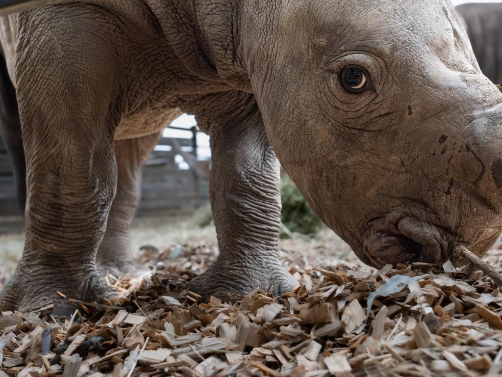 KIDS NEWS 2024:  Werribee Open Range Zoo’s recently born rhino calf has been named Jabulani, following an online competition for the perfect moniker for the precious new arrival. Jabulani was born August 2024. Picture: supplied/ Werribee Open Range Zoo