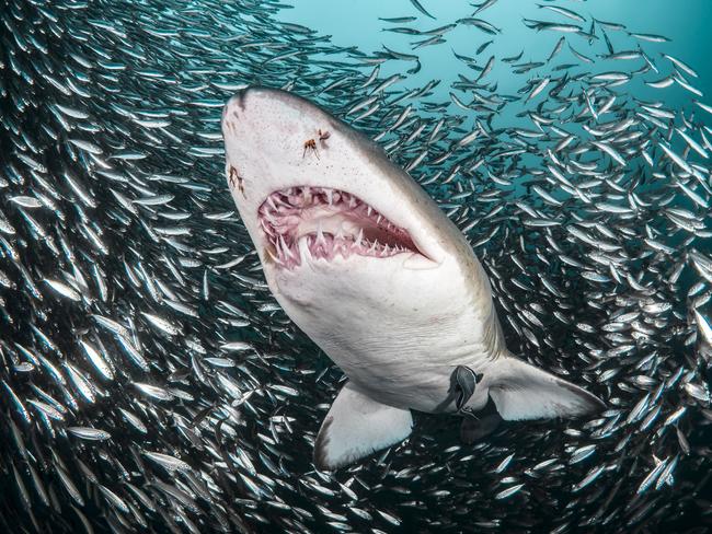 Photographed from beneath a sand tiger shark, the image shows the animal as it penetrates a bait ball of thousands of fish, the top half of its body emerging out of the grouping. PICTURE: TANYA HOUPPERMANS/CATERS
