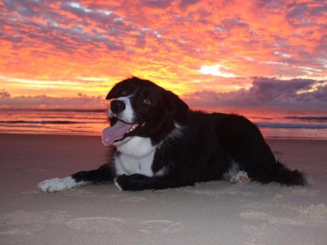 Karise and Brad Wilson’s “superdog” Ollie is a rescue puppy from AWL and the pair couldn’t imagine life without him. He entertains Karise and Brad with his cheeky personality.